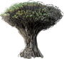 Dragon Tree